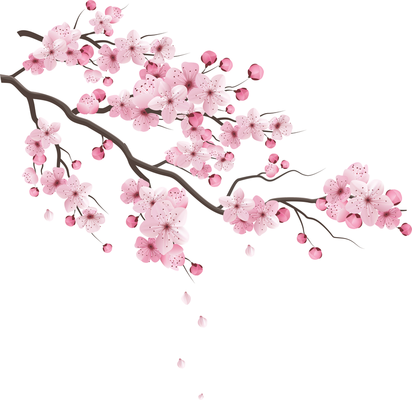 anh đào Cherry Blossoms 